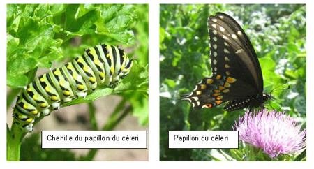Papillons: M&eacute;tamorphose compl&egrave;te